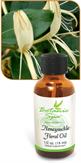 Honeysuckle Floral Oil aroma promotes energy